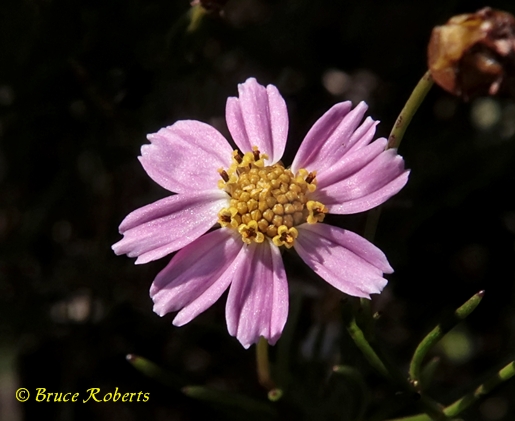 {Coreopsis rosea}